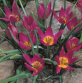 TULIPA SPECIES PULCHELLA EASTERN (15 bulbs)