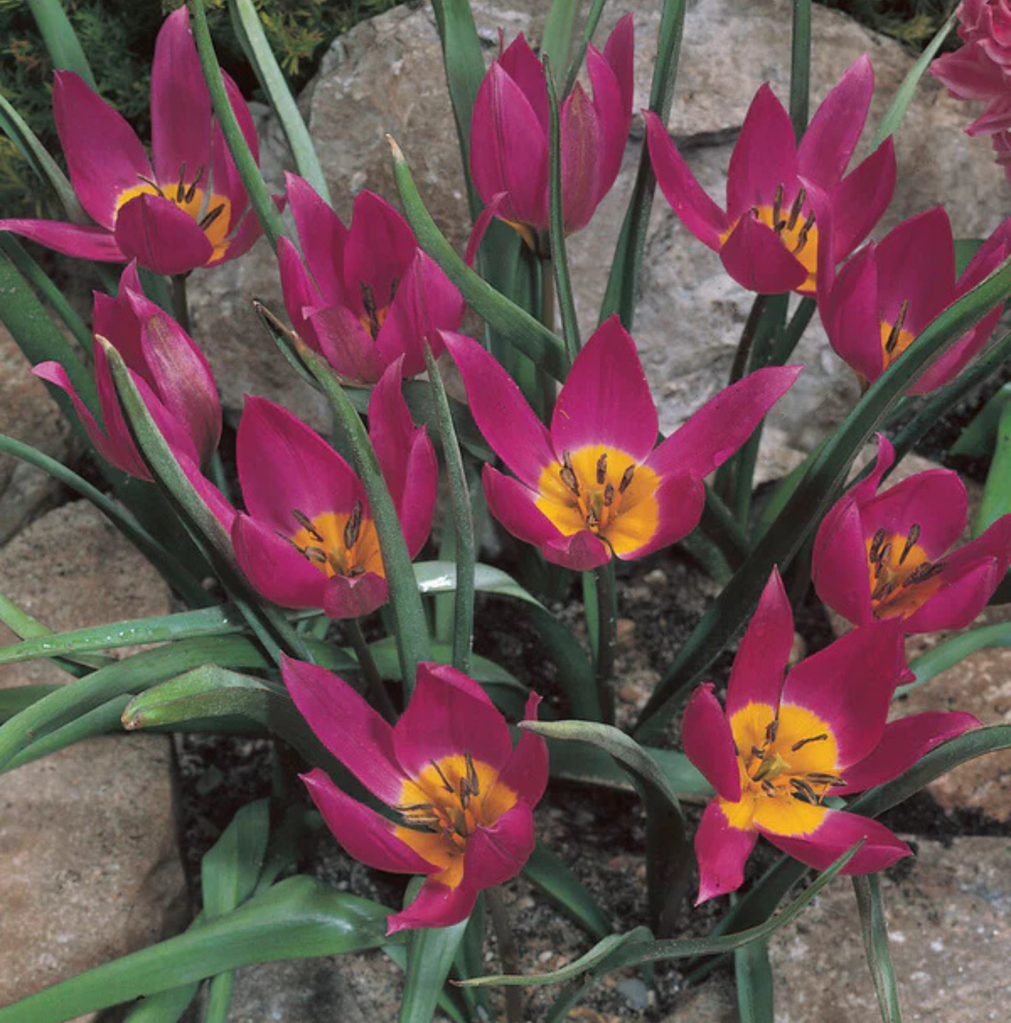 TULIPA SPECIES PULCHELLA EASTERN (15 bulbs)
