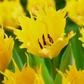 T.SUNNY LEO (15 bulbs)