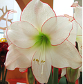 AMARYLLIS (Hippeastrum single) PICOTEE