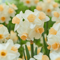 DAFFODILS TAZETTA KAPITI PEACH (15 bulbs)