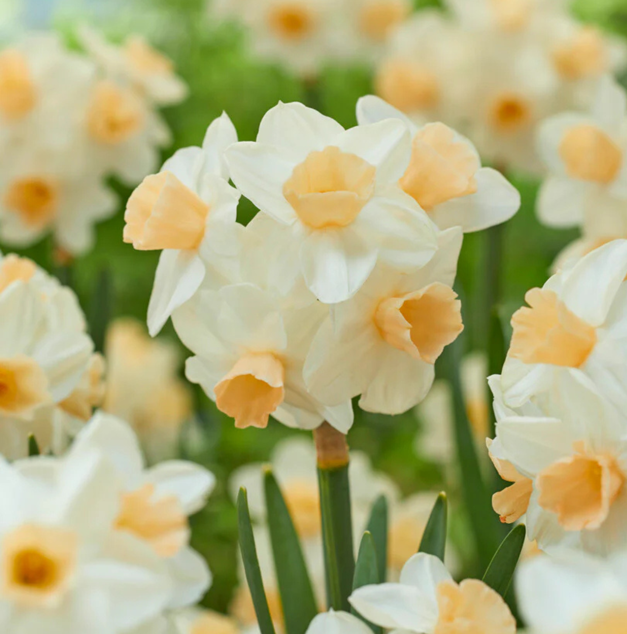 DAFFODILS TAZETTA KAPITI PEACH (15 bulbs)