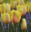 TULIPA SINGLE LATE BLUSHING LADY (15 bulbs)