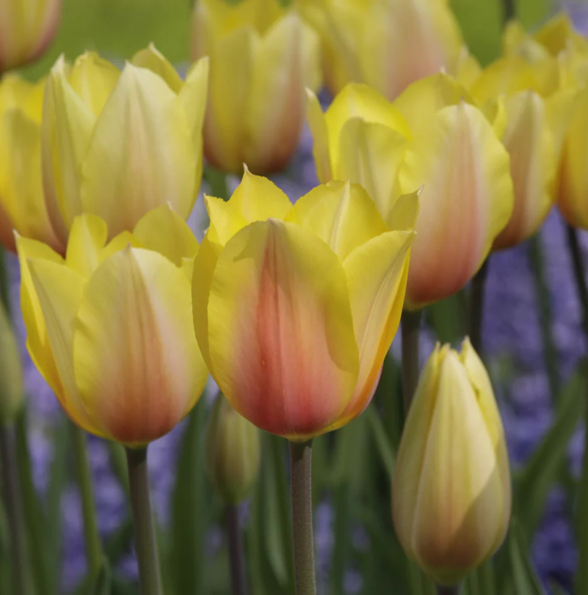 TULIPA SINGLE LATE BLUSHING LADY (15 bulbs)