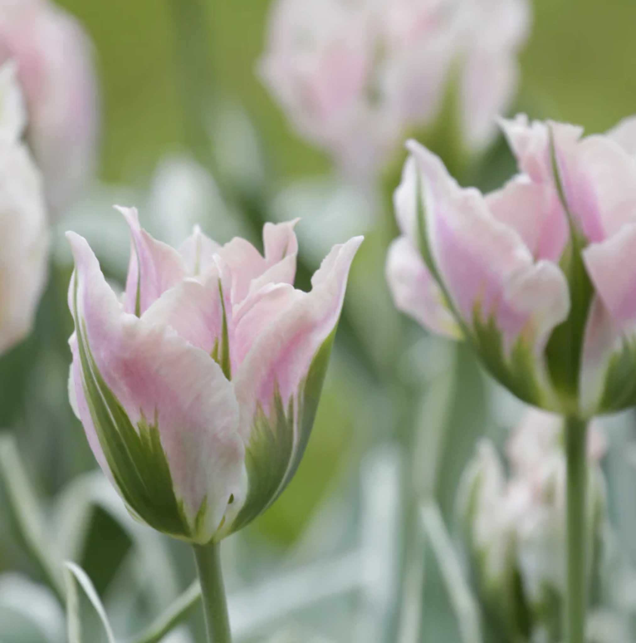 TULIPA VIRIDIFLORA CHINA TOWN (15 bulbs)