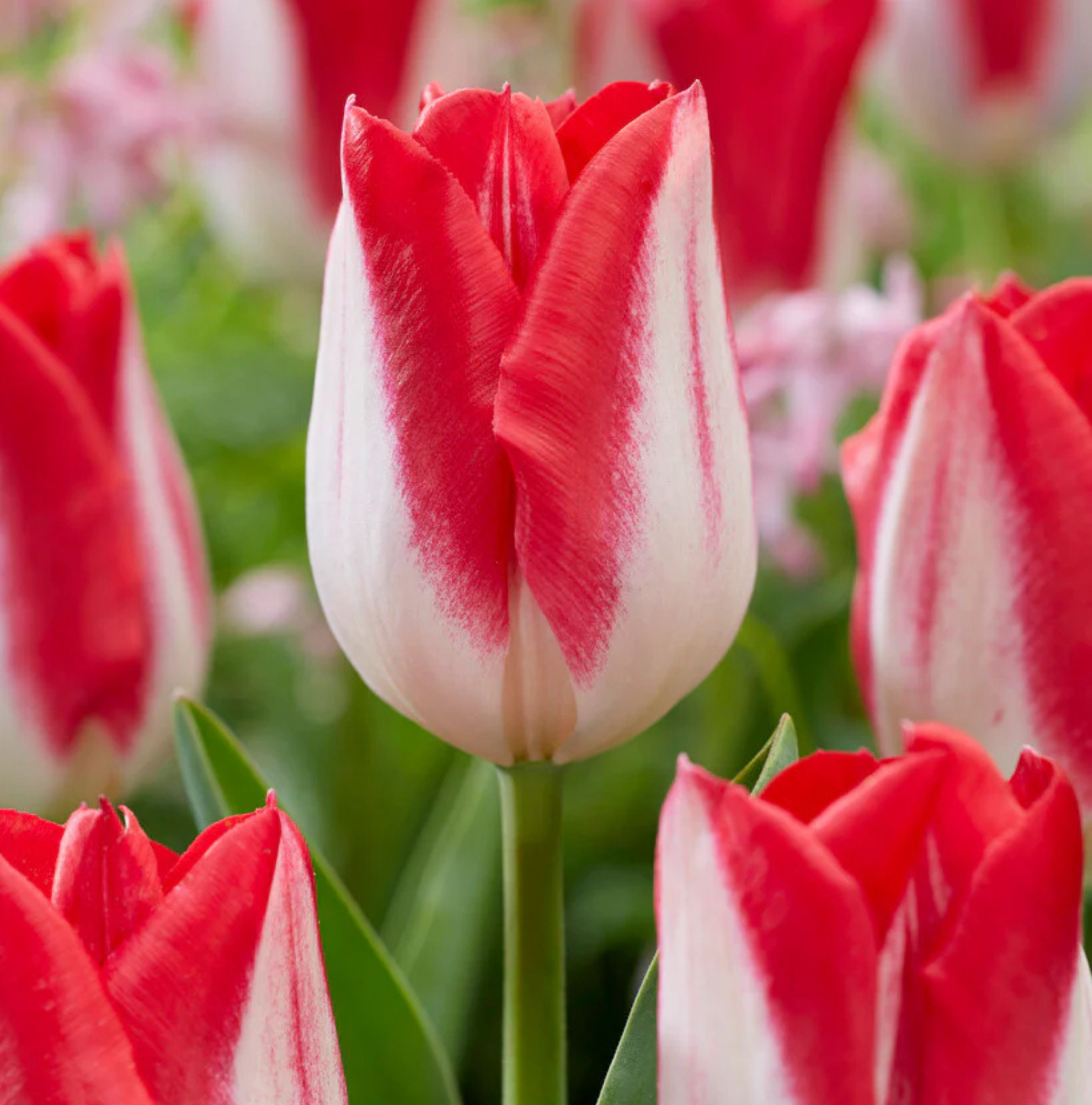 T.KISSABLE (15 bulbs)