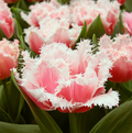 TULIPA FRINGED QUEENSLAND (15 bulbs)