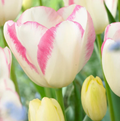 TULIPA TRIUMPH GRACELAND (15 bulbs)