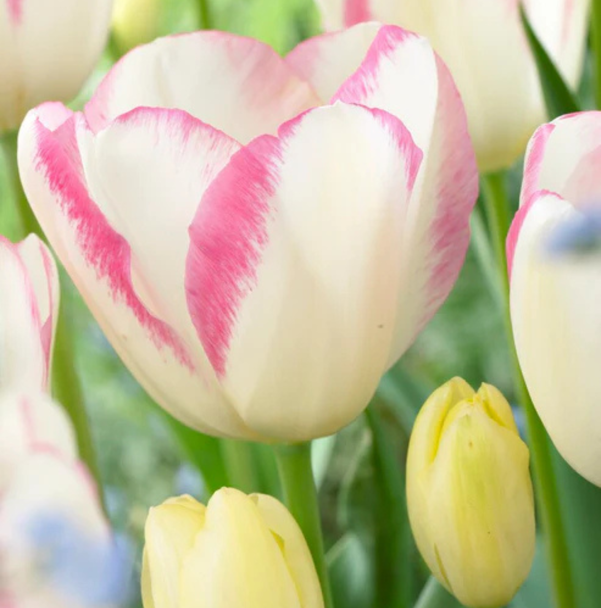TULIPA TRIUMPH GRACELAND (15 bulbs)