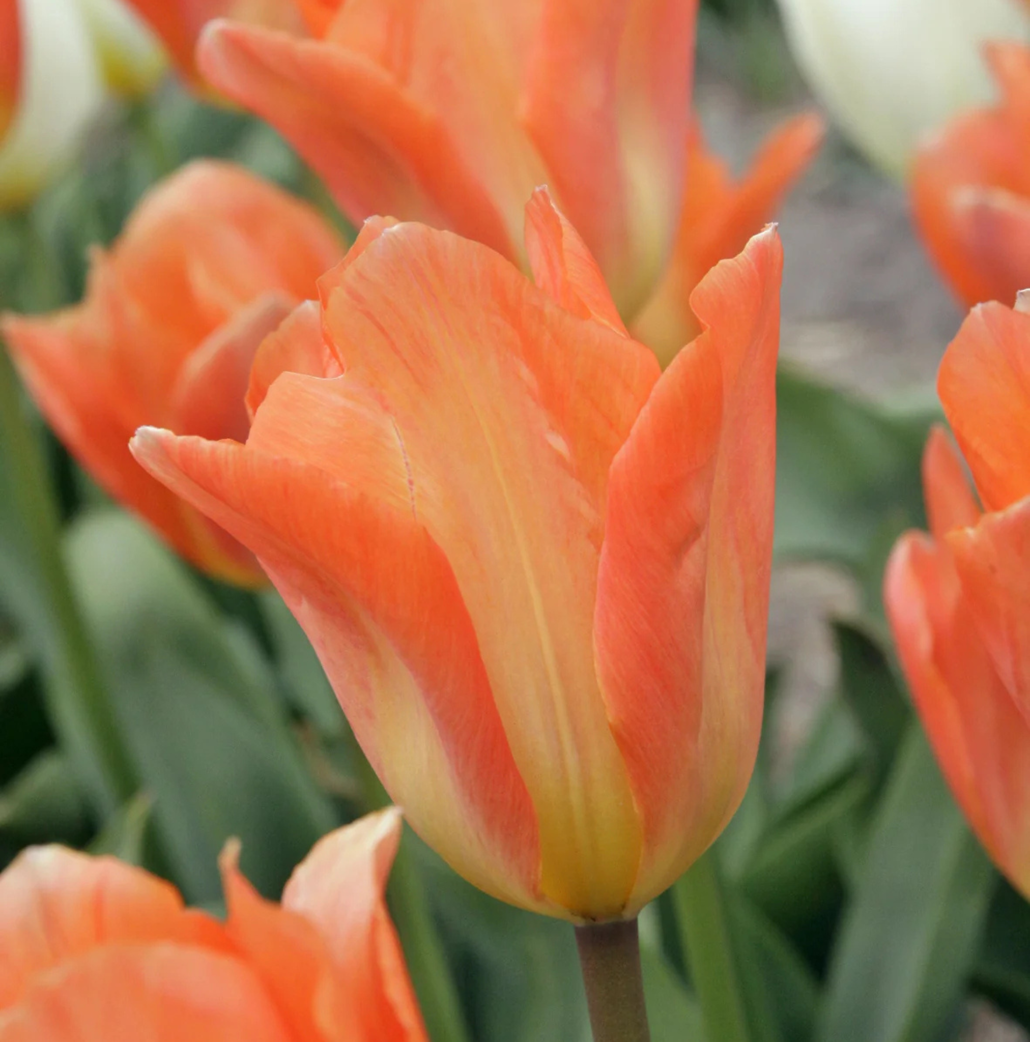 TULIPA FOSTERIANA ORANGE EMPEROR (15 bulbs)