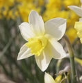 DAFFODILS JONQUILLA PUEBLO (15 bulbs)