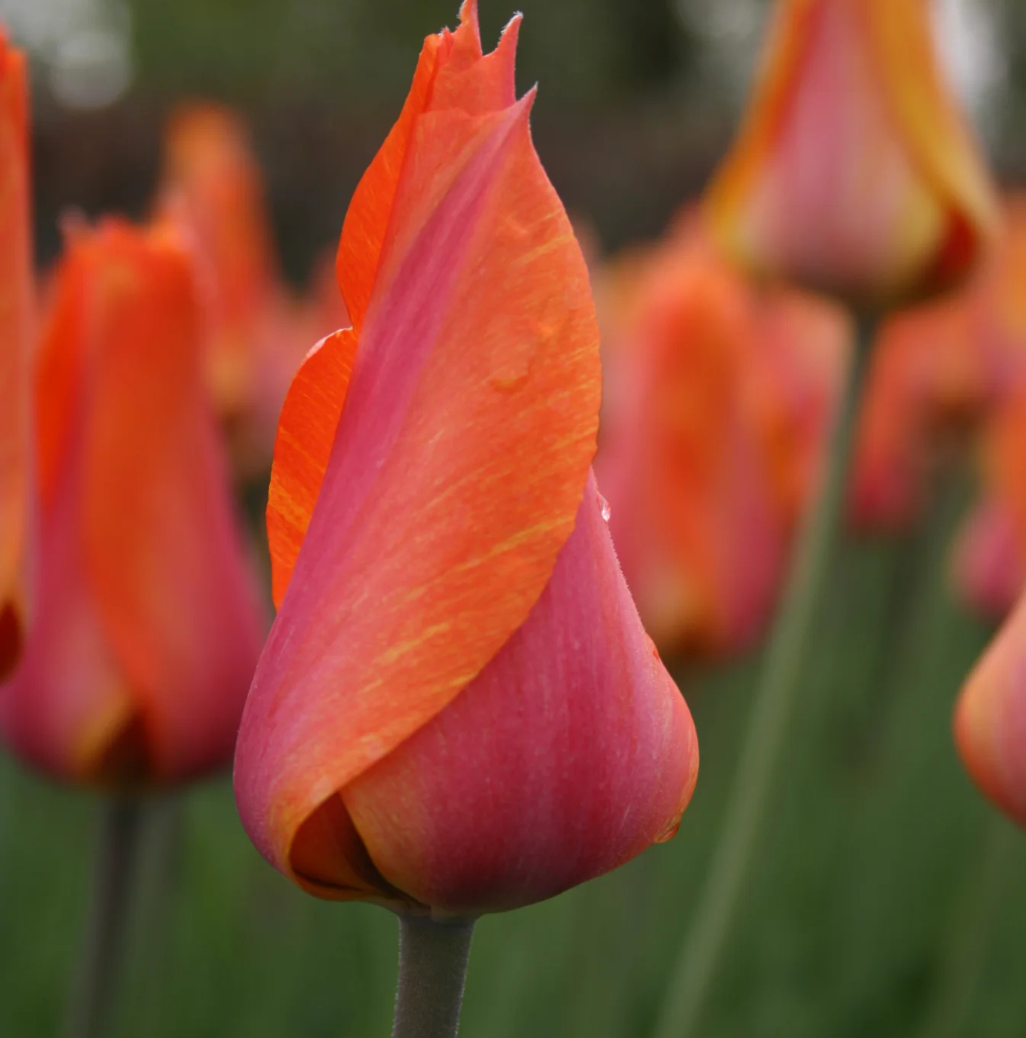 TULIPA SINGLE LATE EL NINO (15 bulbs)