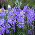 SPECIALTY BULB LEICHTLINII CAERULEA (3 bulbs)