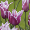 TULIPA LILYFLOWERING BALLADE LADY (15 bulbs)