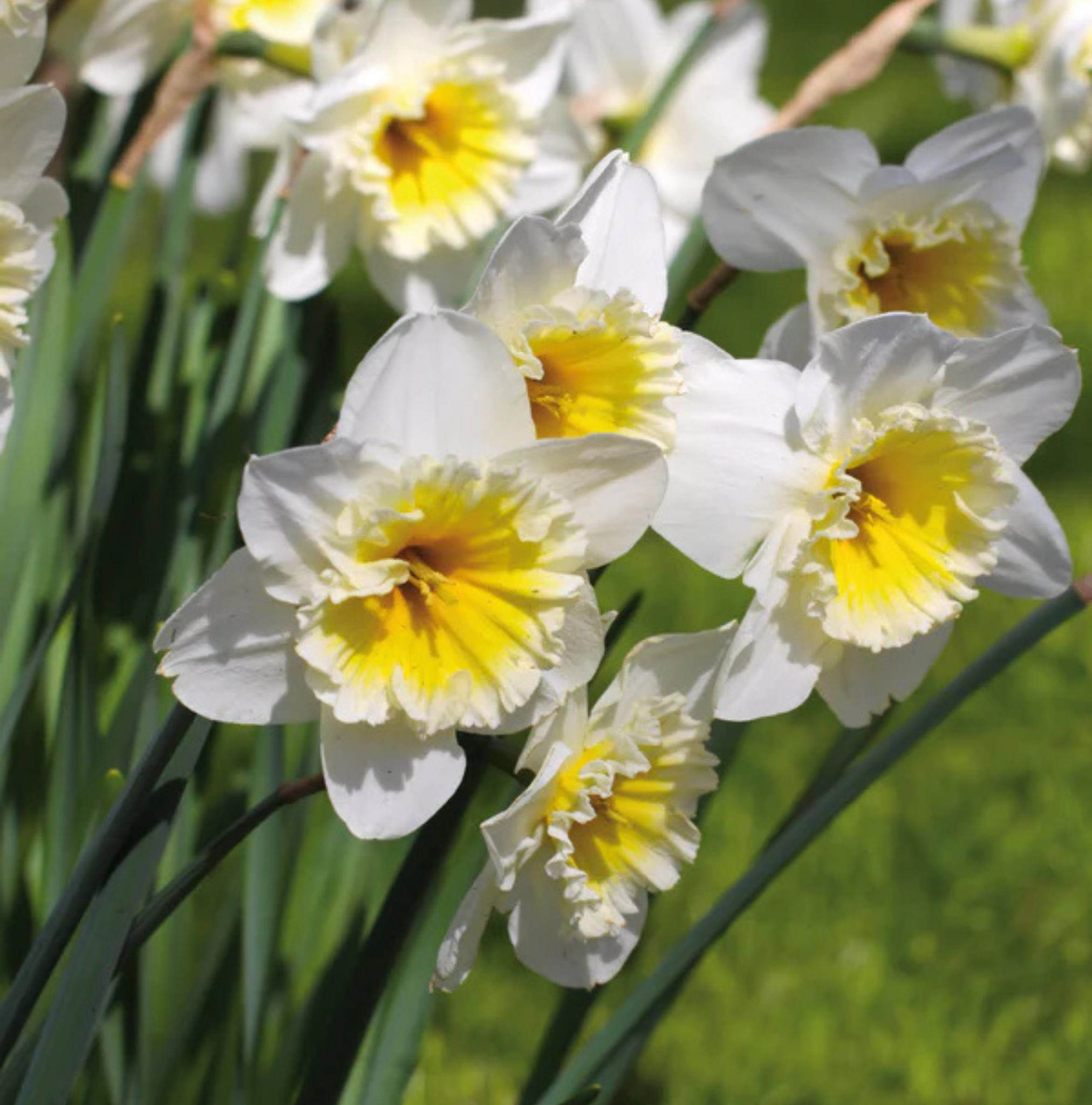 DAFFODILS LARGE-CUPPED ICE FOLLIES (15 Bulbs)