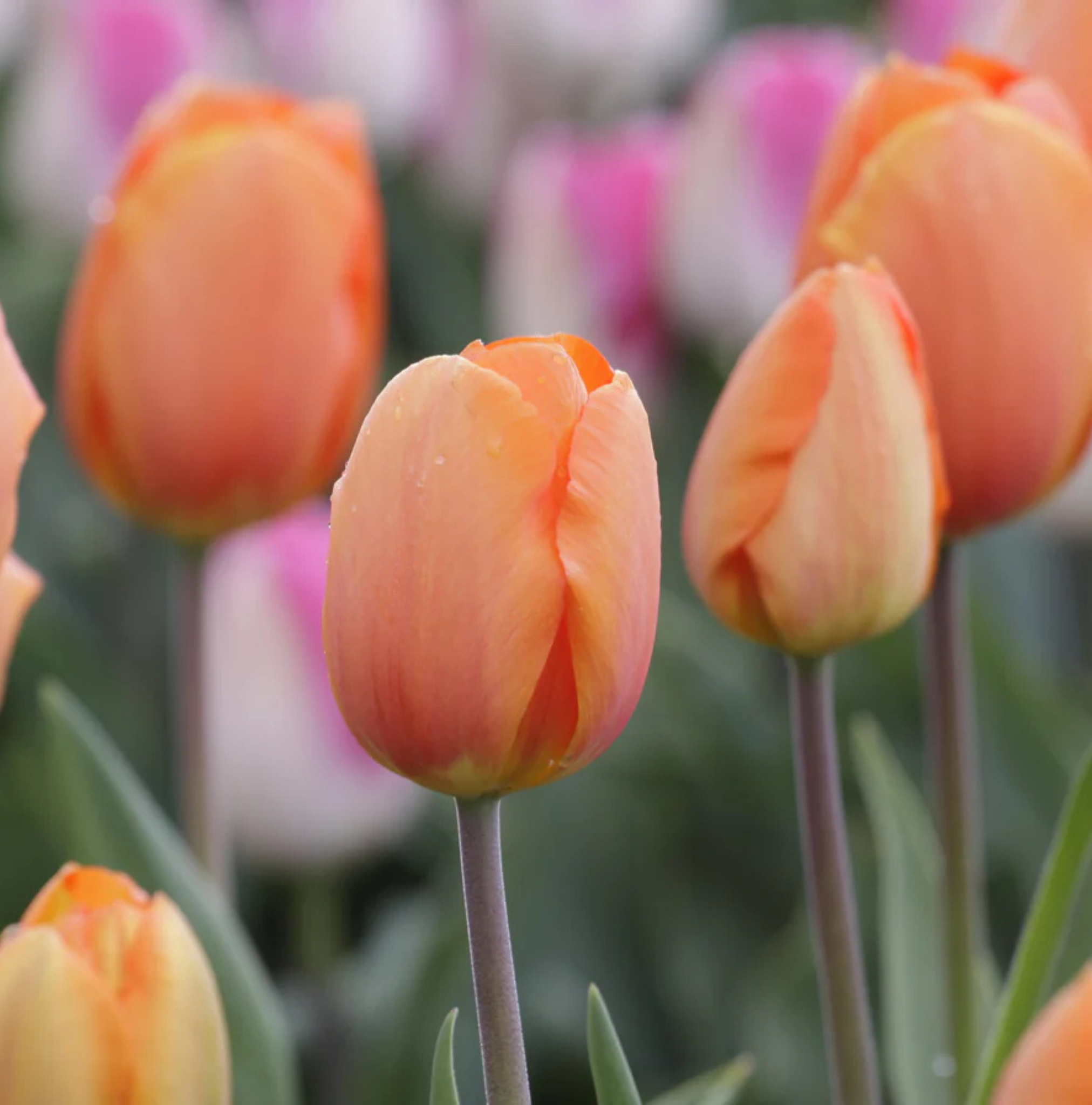 TULIPA DARWINHYBRID LIGHTNING SUN (15 bulbs)