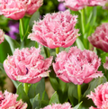 TULIPA FRINGED CAIRNS (15 bulbs)