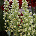 FRITILLARIA PERSICA IVORY BELLS