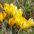 CROCUS VERNUS YELLOW