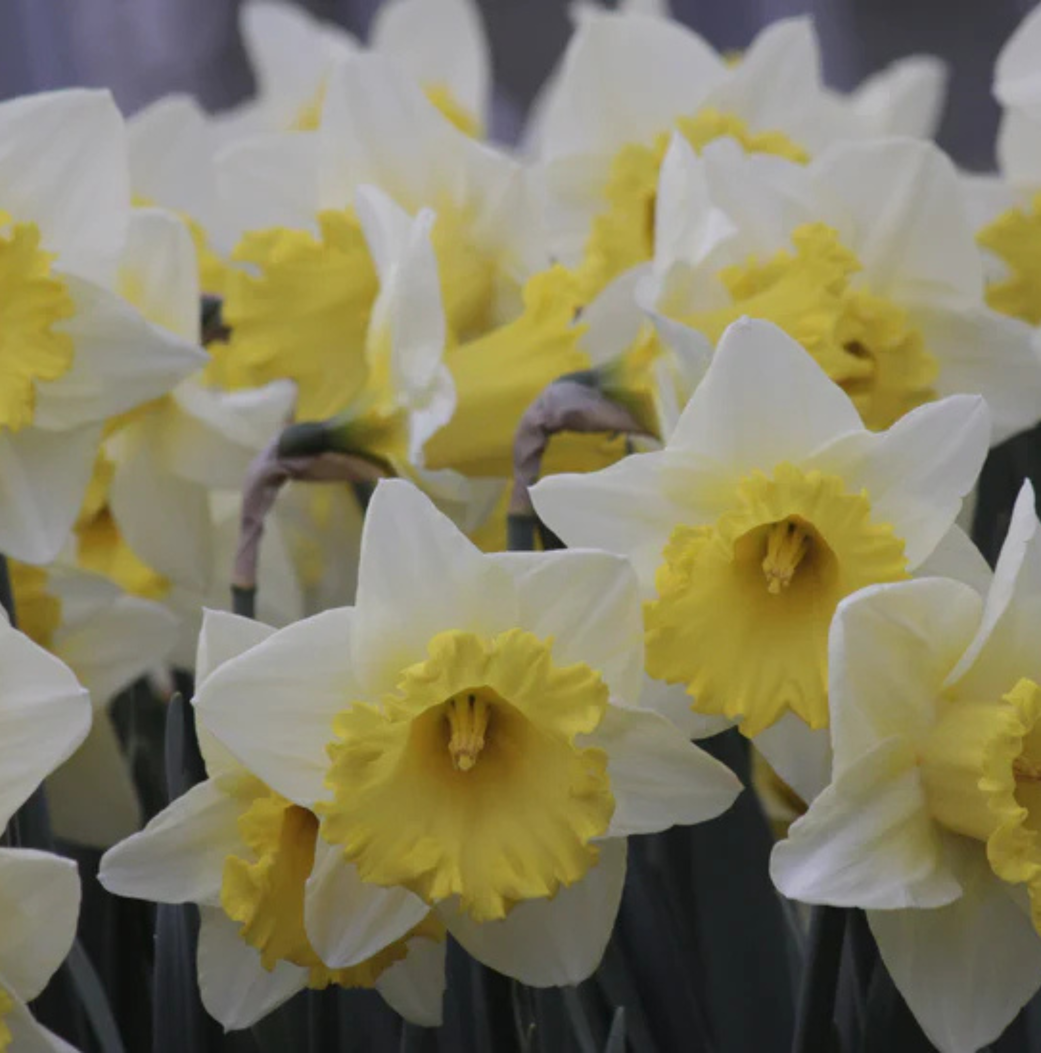 DAFFODILS TRUMPET LAS VEGAS (15 Bulbs)