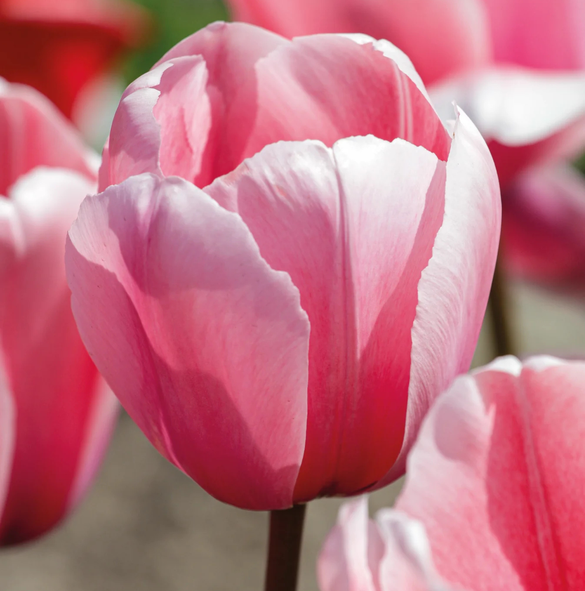 TULIPA DARWINHYBRID SALMON IMPRESSION (15 bulbs)