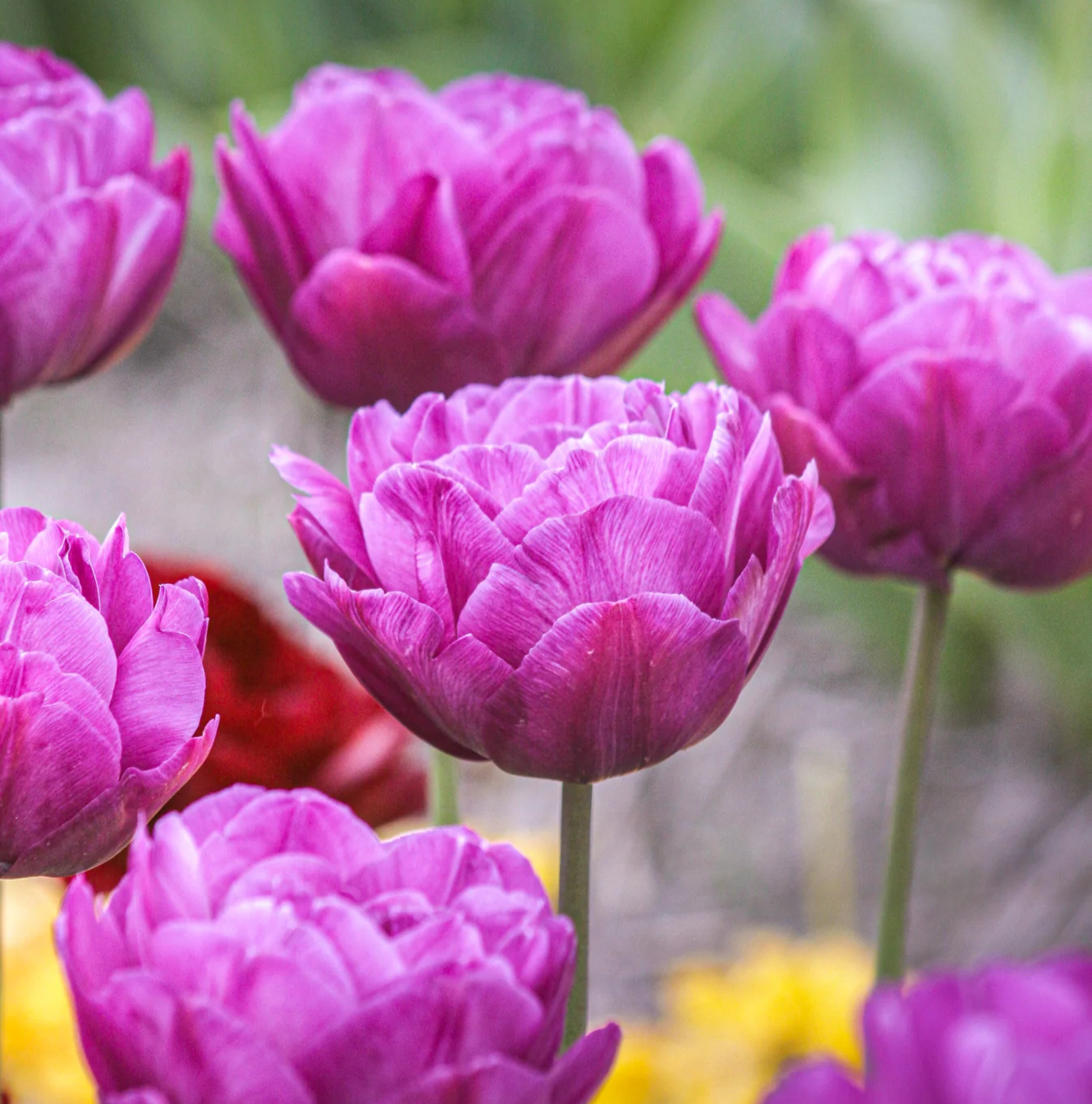 TULIPA DOUBLE LATE BLUE SPECTACLE (15 bulbs)