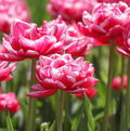 TULIPA DOUBLE EARLY COLUMBUS (15 bulbs)
