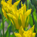 TULIPA VIRIDIFLORA GREEN MILE (15 bulbs)