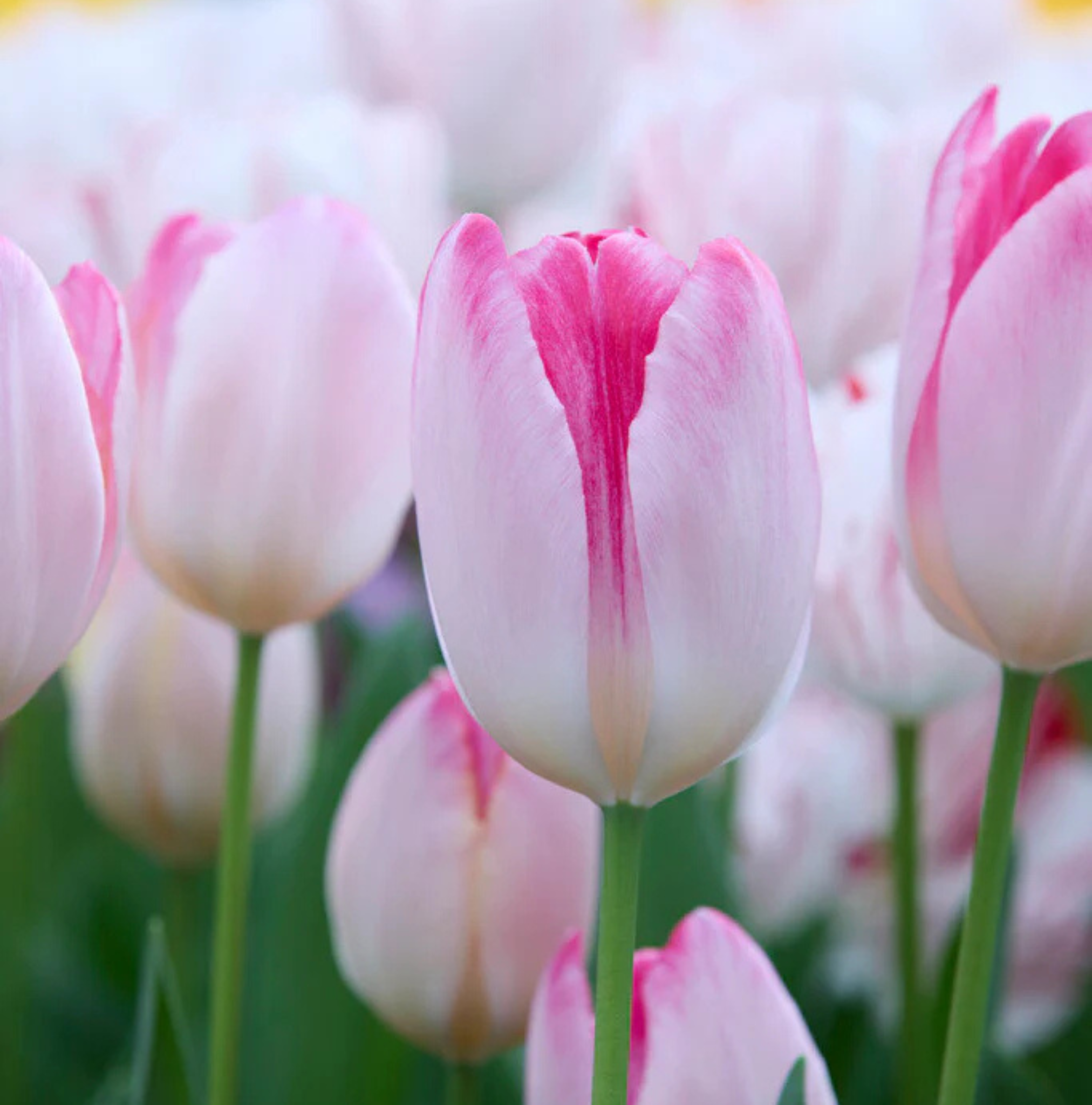 T.SUPRI EROTIC (15 bulbs)