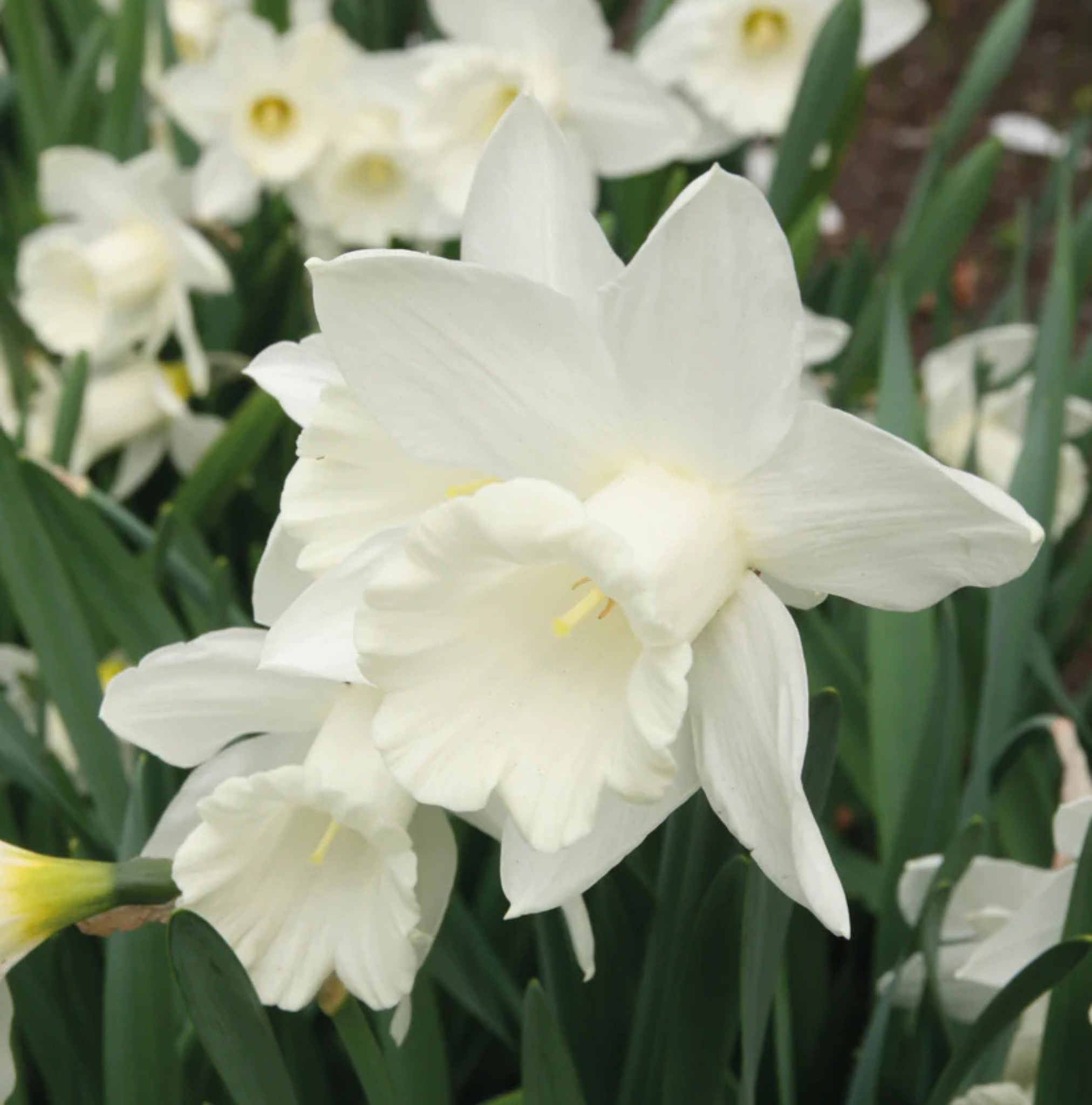 DAFFODILS TRUMPET MOUNT HOOD (15 bulbs)