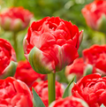 TULIPA DOUBLE LATE BOMBASTIC RED (15 bulbs)