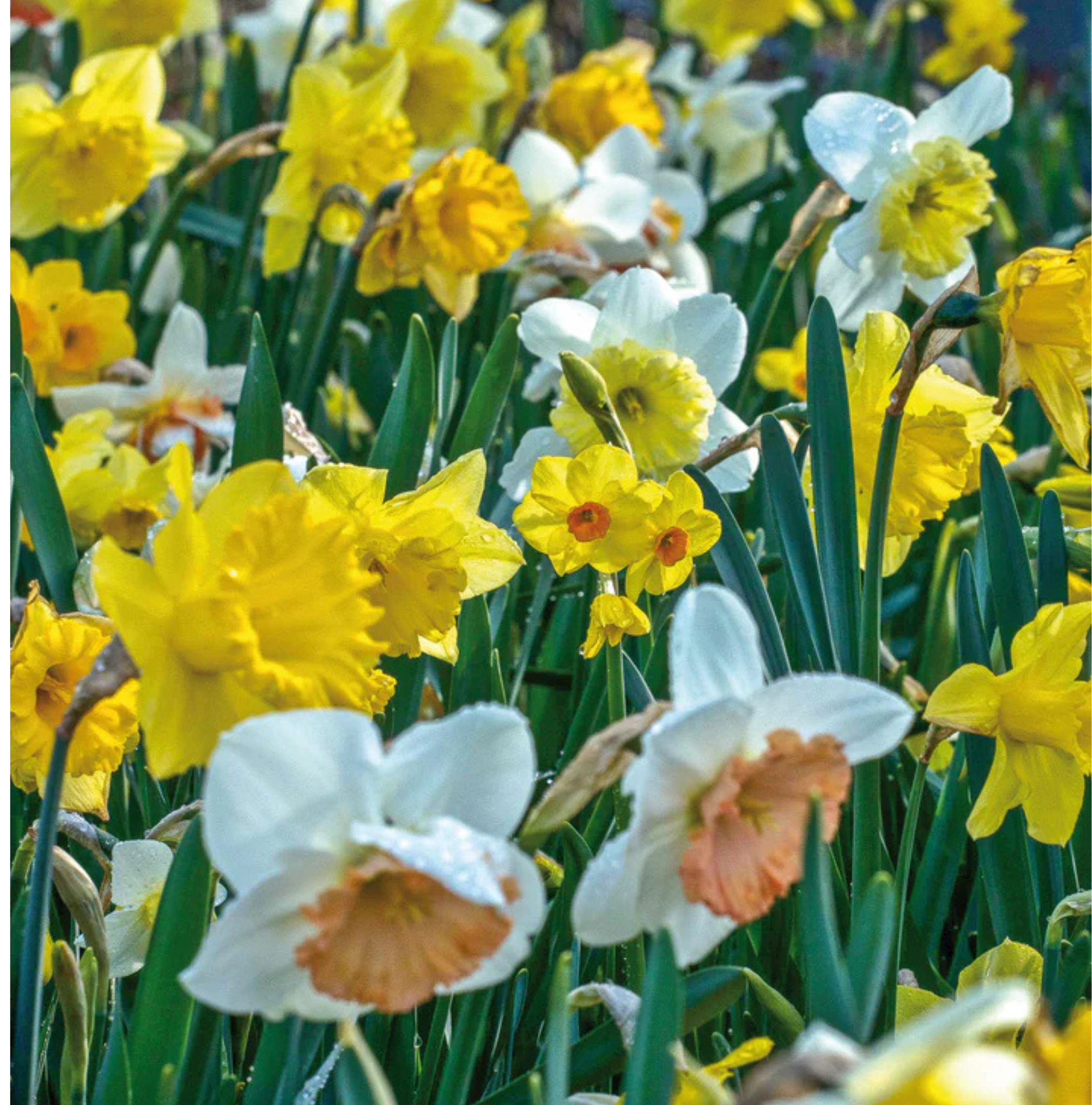 DAFFODILS LARGE-CUPPED ALL TYPES AND COLORS MIXED (15 bulbs)
