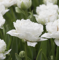 TULIPA FRINGED SNOW CRYSTAL (15 bulbs)