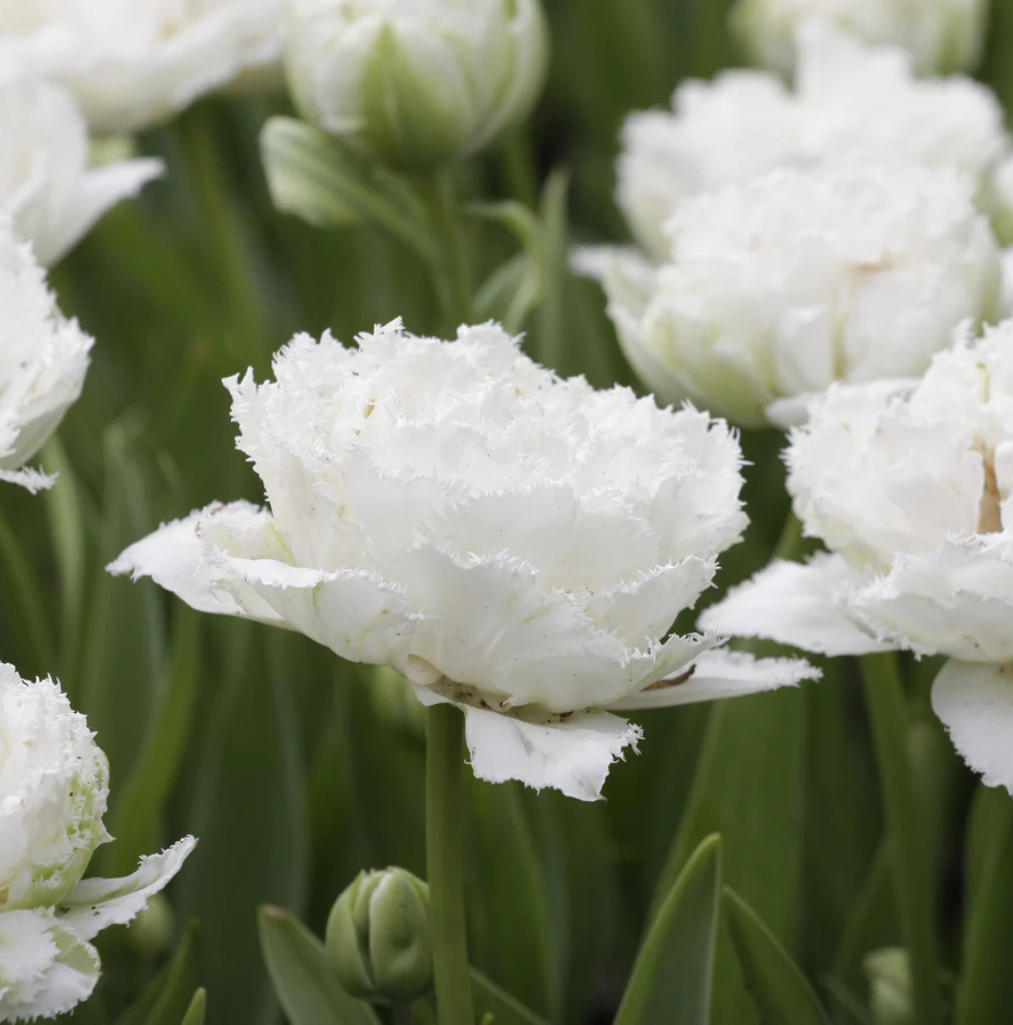 TULIPA FRINGED SNOW CRYSTAL (15 bulbs)