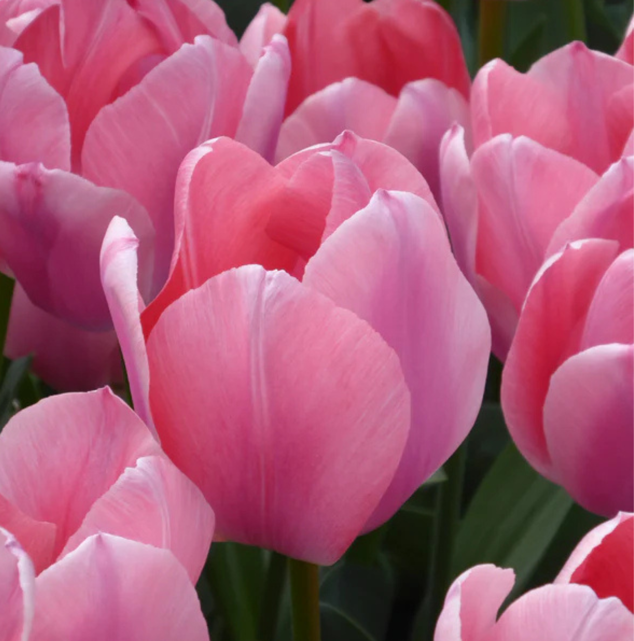 TULIPA TRIUMPH APRICONA (15 bulbs)