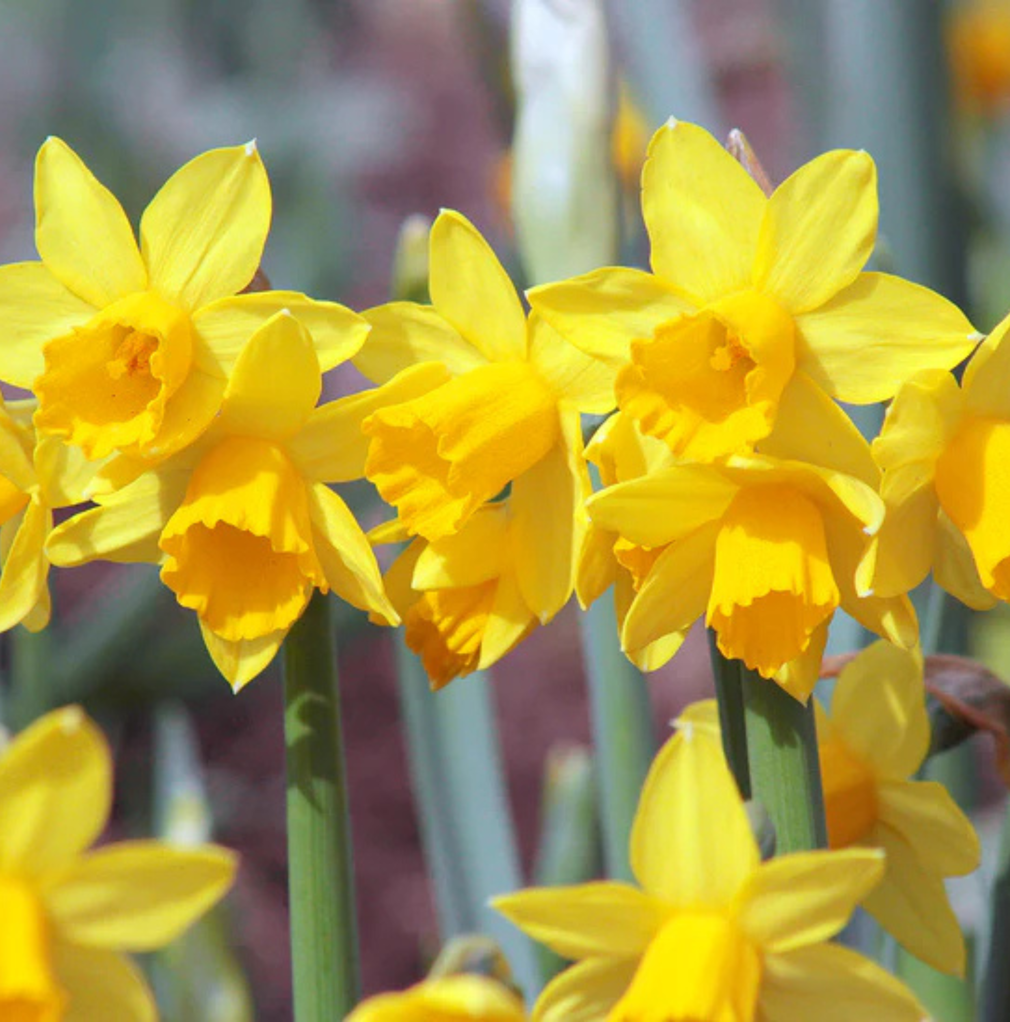 DAFFODILS TETE A TETE (15 bulbs)