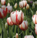 TULIPA TRIUMPH HAPPY GENERATION (15 bulbs)