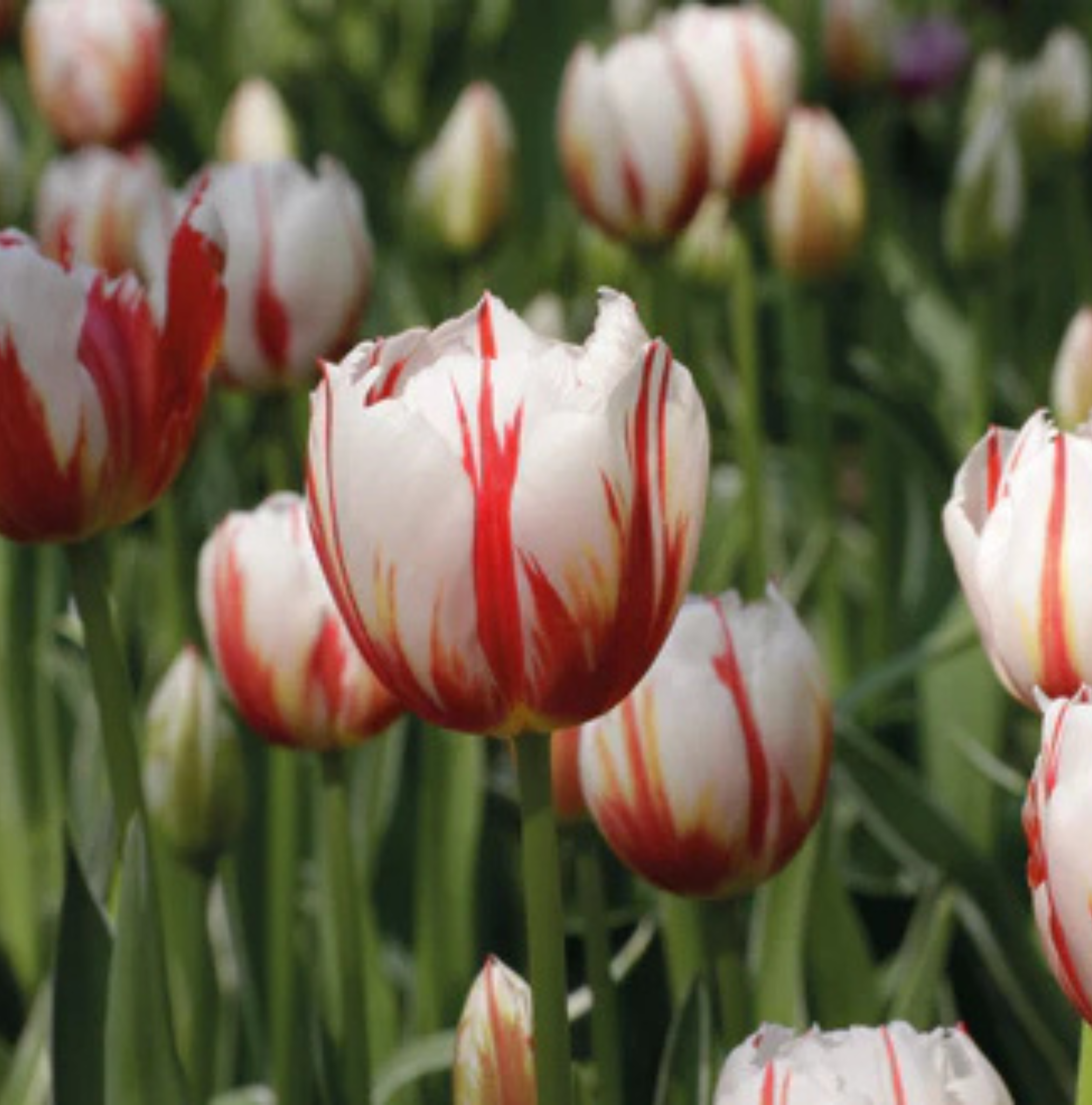TULIPA TRIUMPH HAPPY GENERATION (15 bulbs)