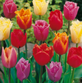 TULIPA FRINGED FRINGED MIXED (15 bulbs)