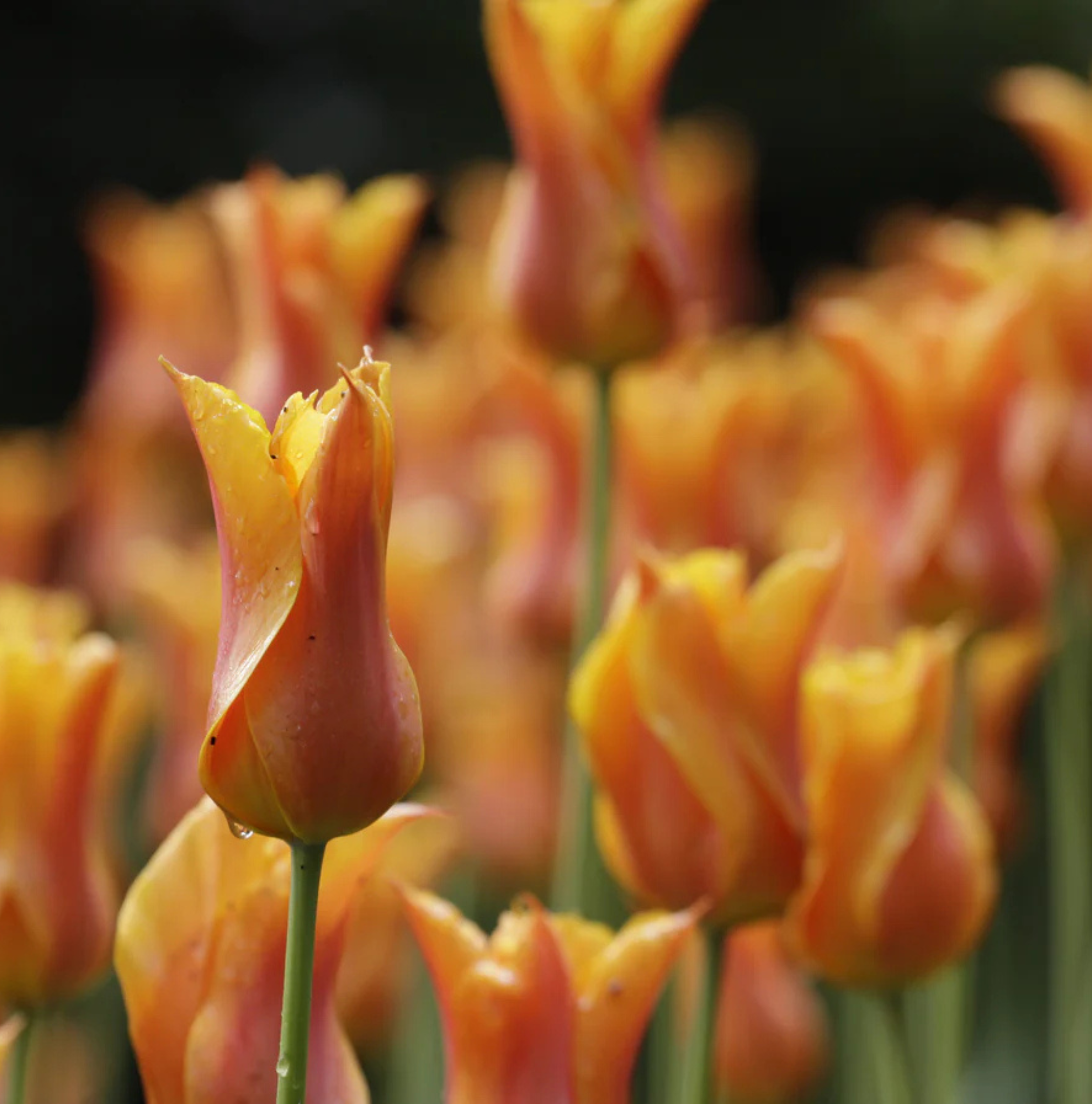 TULIPA LILYFLOWERING BALLERINA (15 bulbs)