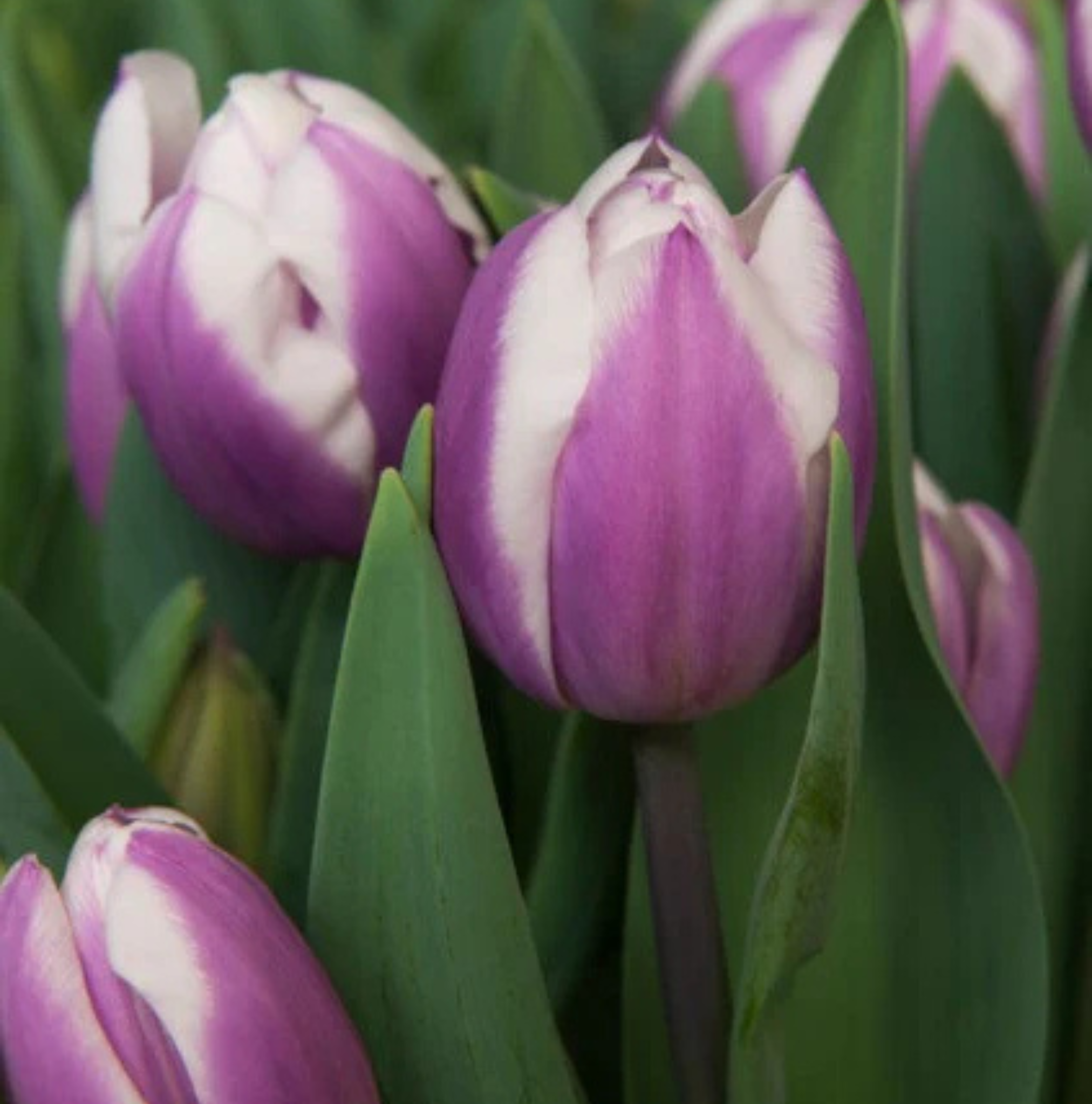 T.LIBRIJE (15 bulbs)