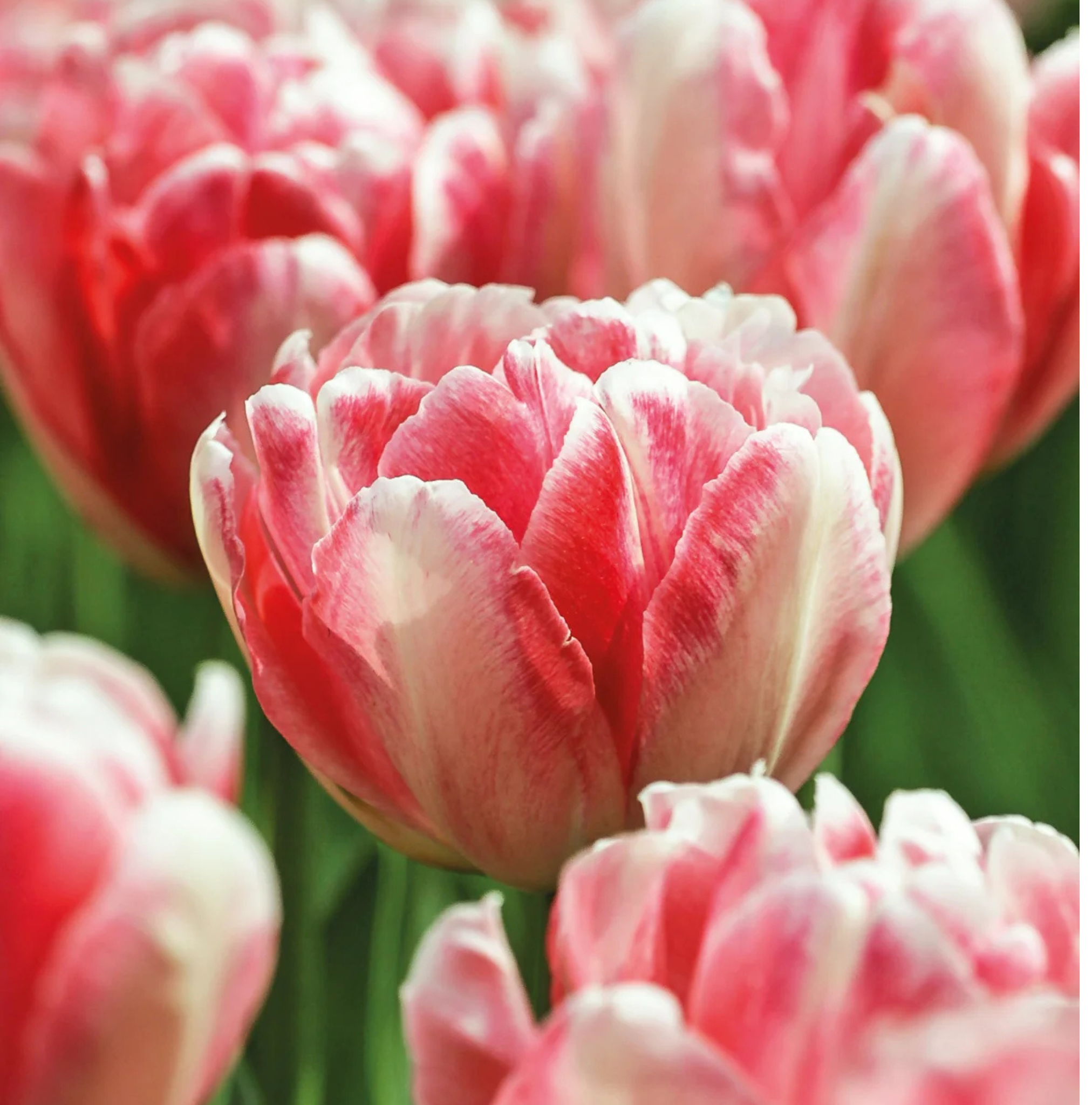 TULIPA DOUBLE EARLY FOXTROT (15 bulbs)