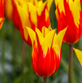 TULIPA LILYFLOWERING FIREWORK (15 bulbs)