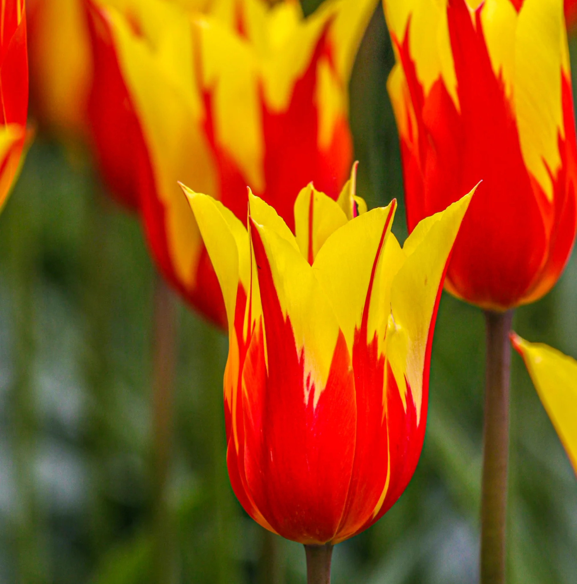 TULIPA LILYFLOWERING FIREWORK (15 bulbs)