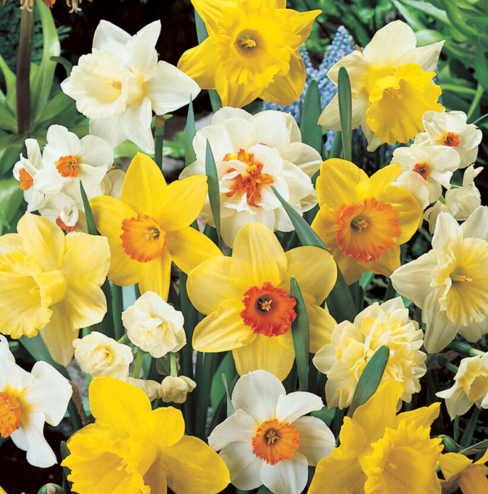 DAFFODILS LARGE-CUPPED ALL TYPES AND COLORS MIXED (100 bulbs)