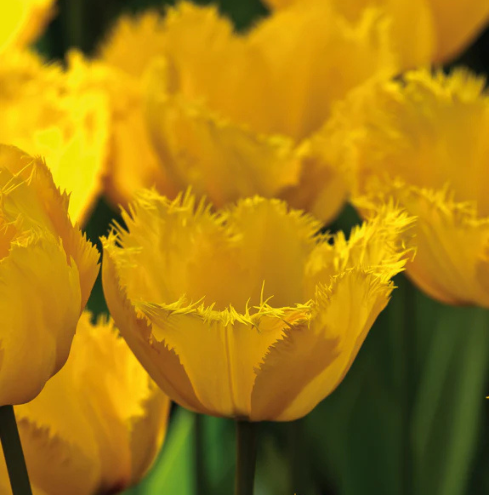 TULIPA FRINGED CRYSTAL STAR (15 bulbs)