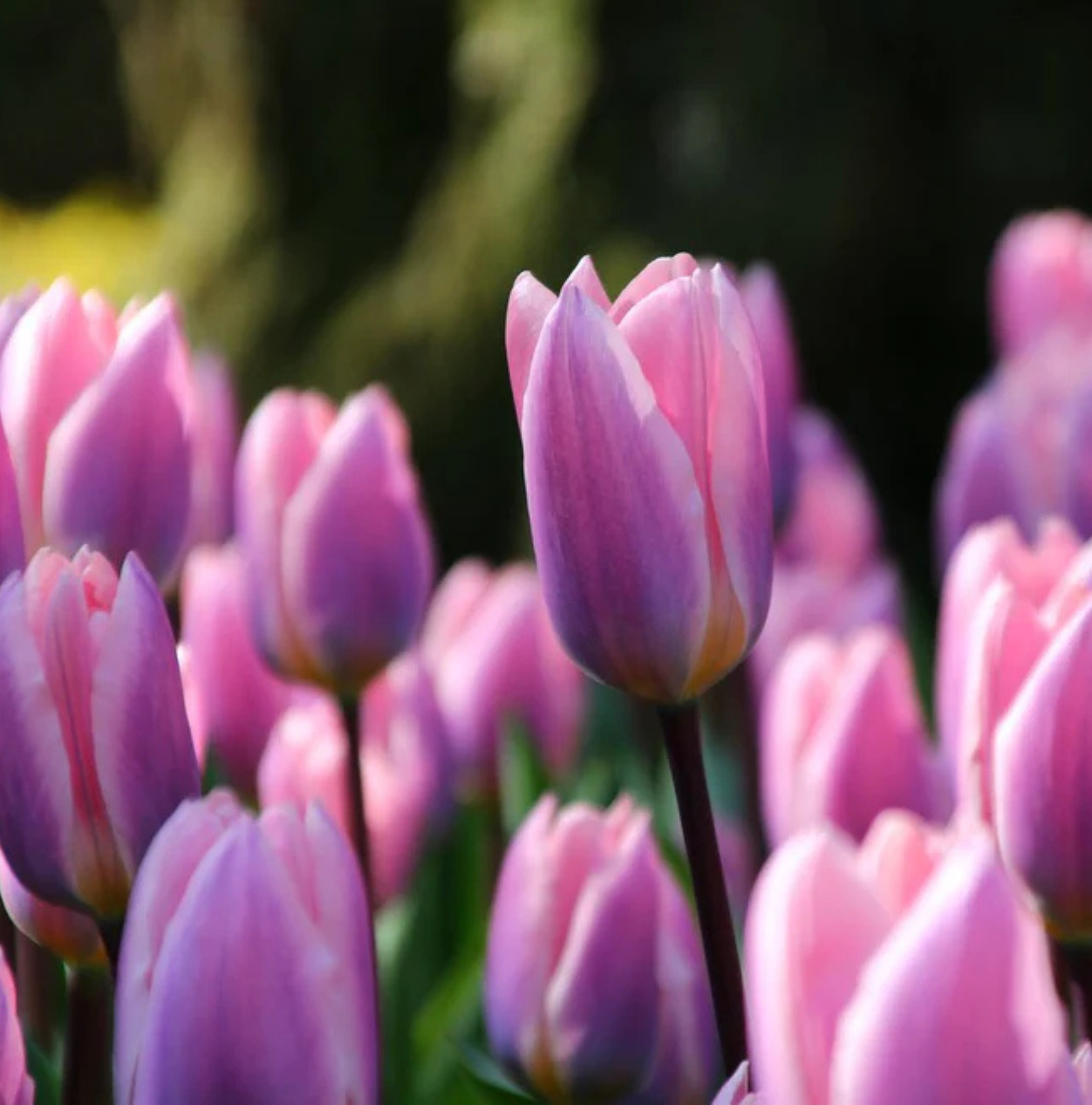 T.LIGHT AND DREAMY (15 bulbs)