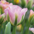 TULIPA VIRIDIFLORA GROENLAND (15 bulbs)