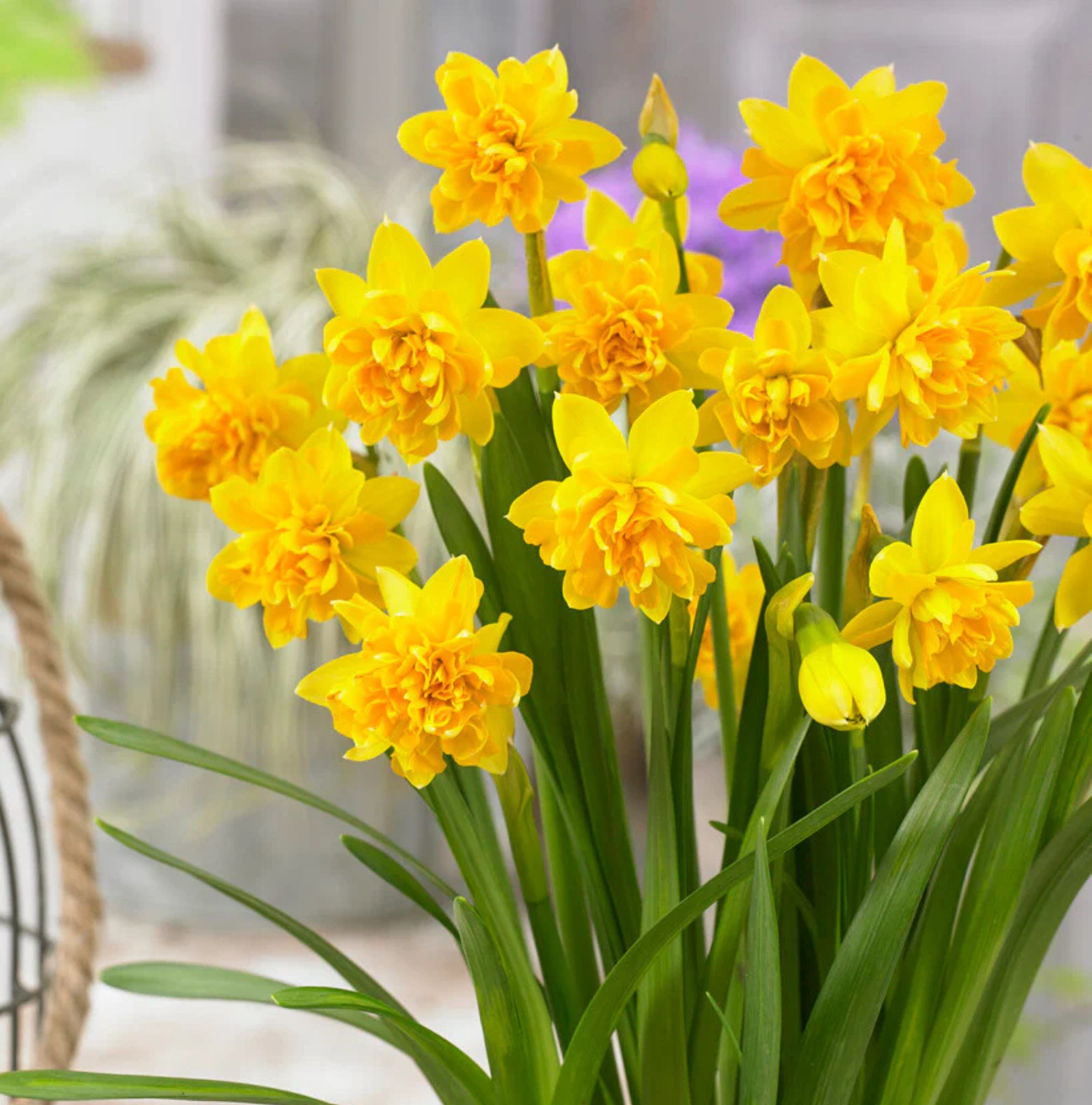 DAFFODILS TETE DE LUXE (15 bulbs)