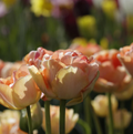 TULIPA DOUBLE LATE CHARMING BEAUTY (15 bulbs)